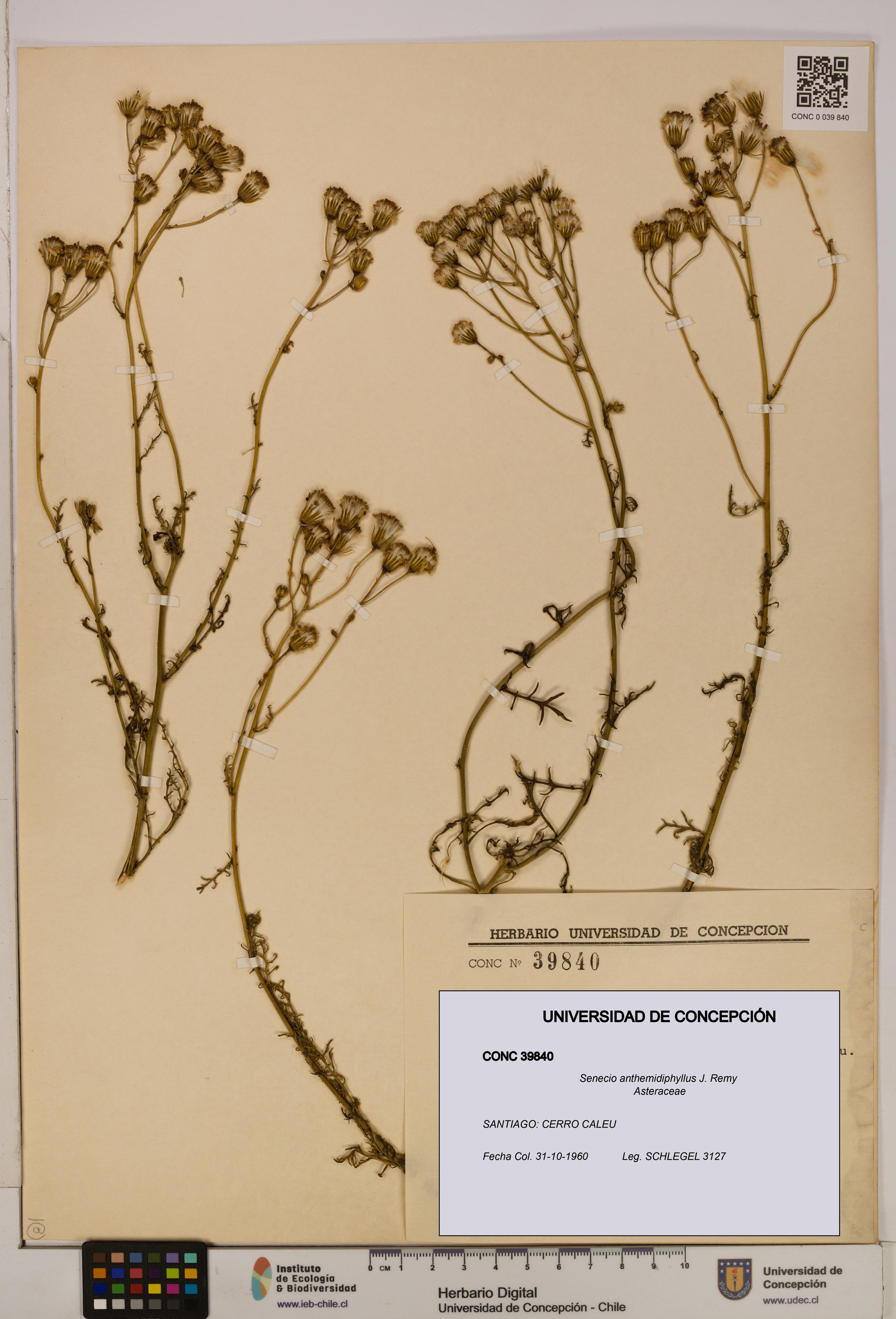 Senecio anthemidiphyllus [Espécimen: UDEC:CONC:0039840]