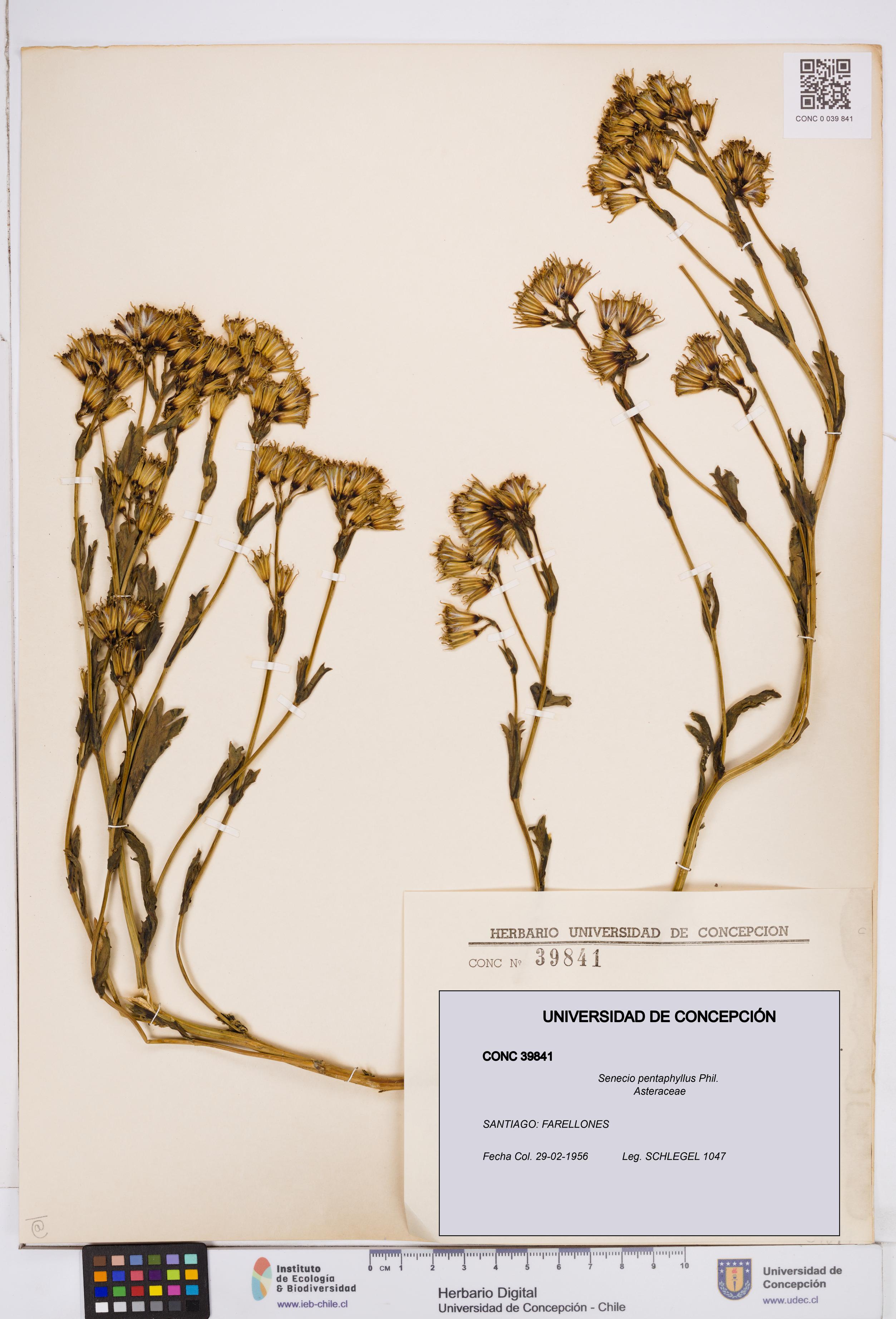 Senecio pentaphyllus [Espécimen: ]