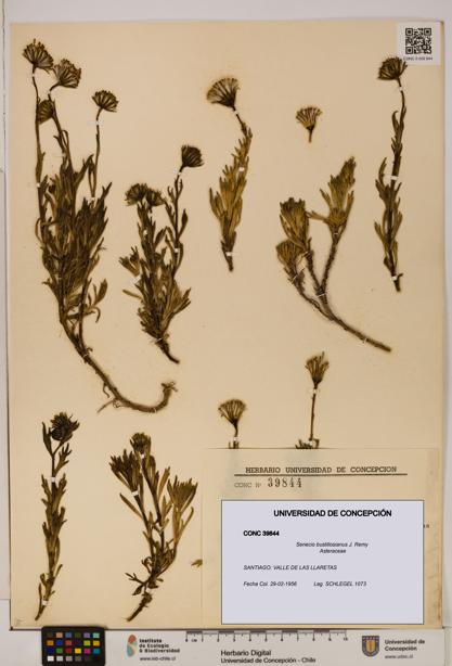 Senecio bustillosianus [Espécimen: UDEC:CONC:0039844]