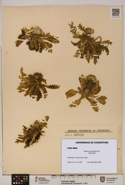Senecio breviscapus [Espécimen: UDEC:CONC:0039849]