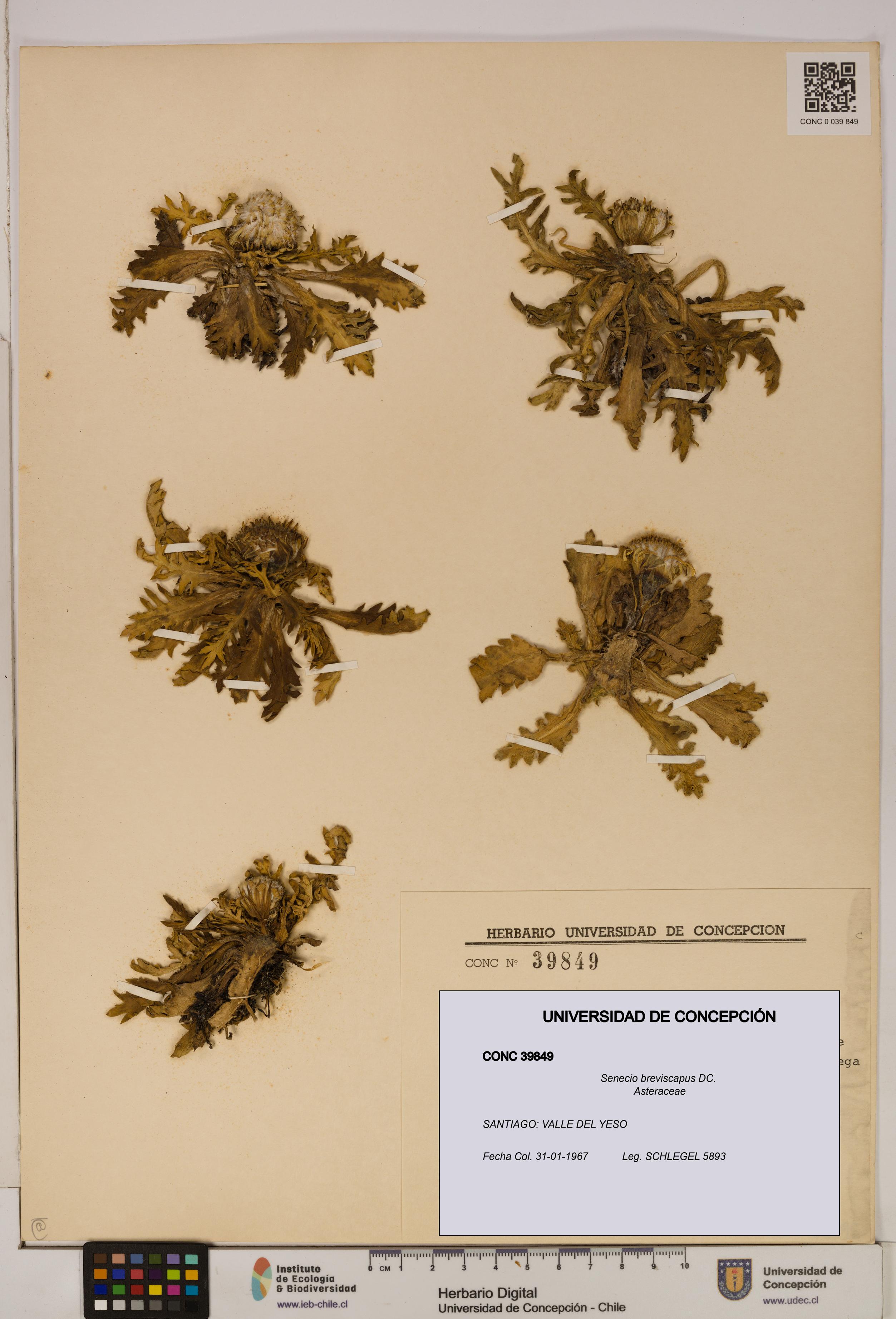 Senecio breviscapus [Espécimen: UDEC:CONC:0039849]