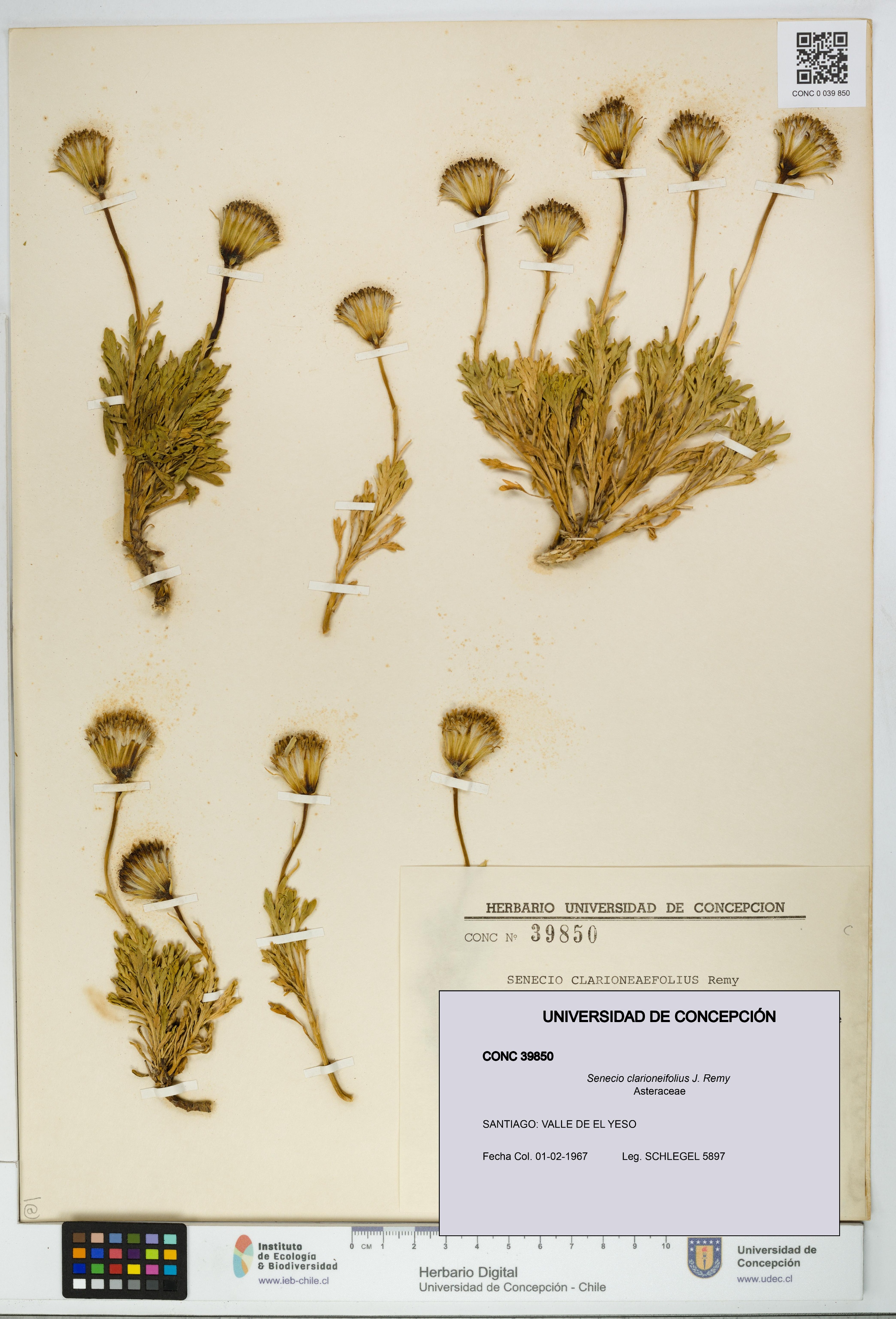 Senecio clarioneifolius [Espécimen: UDEC:CONC:0039850]
