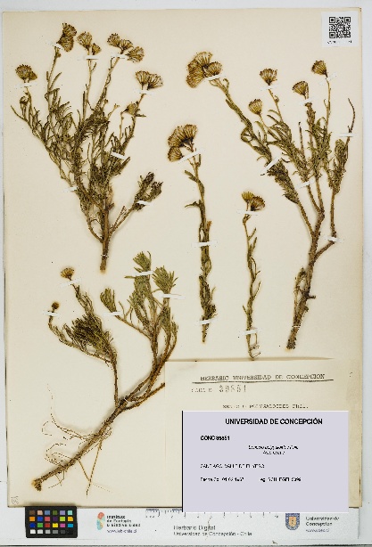 Senecio polygaloides [Espécimen: UDEC:CONC:0039851]