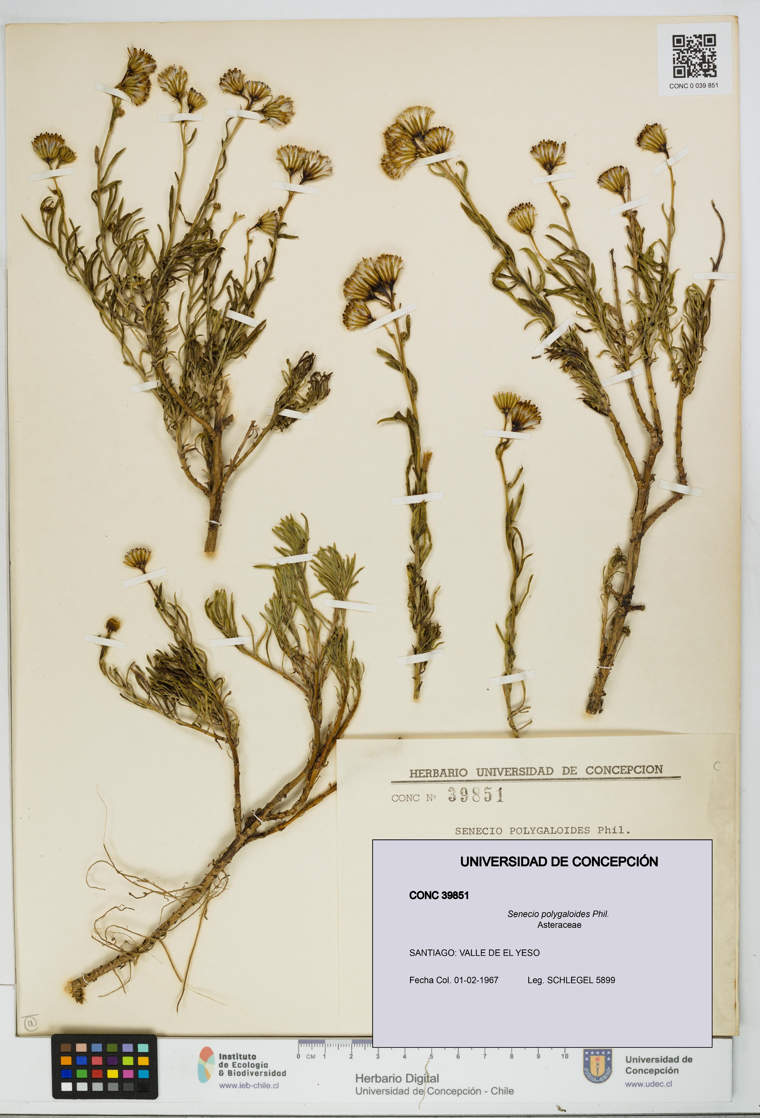 Senecio polygaloides [Espécimen: UDEC:CONC:0039851]