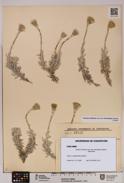 Senecio chilensis fma. discoideus [Espécimen: UDEC:CONC:0039855]