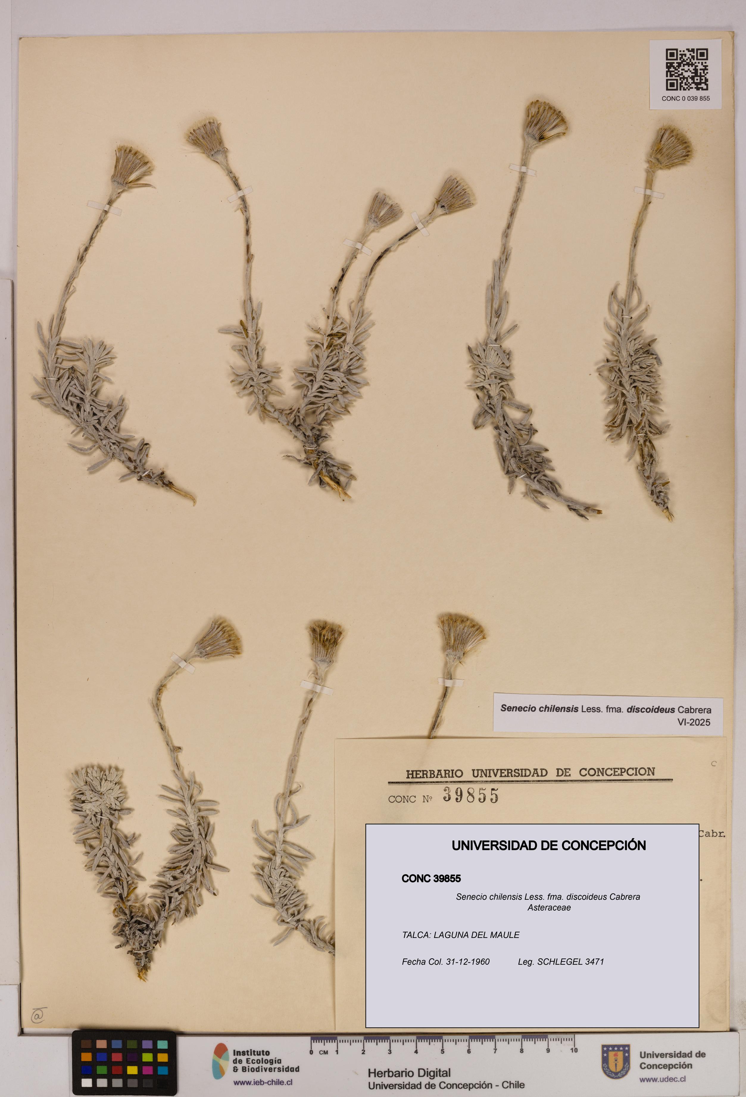 Senecio chilensis fma. discoideus [Espécimen: UDEC:CONC:0039855]