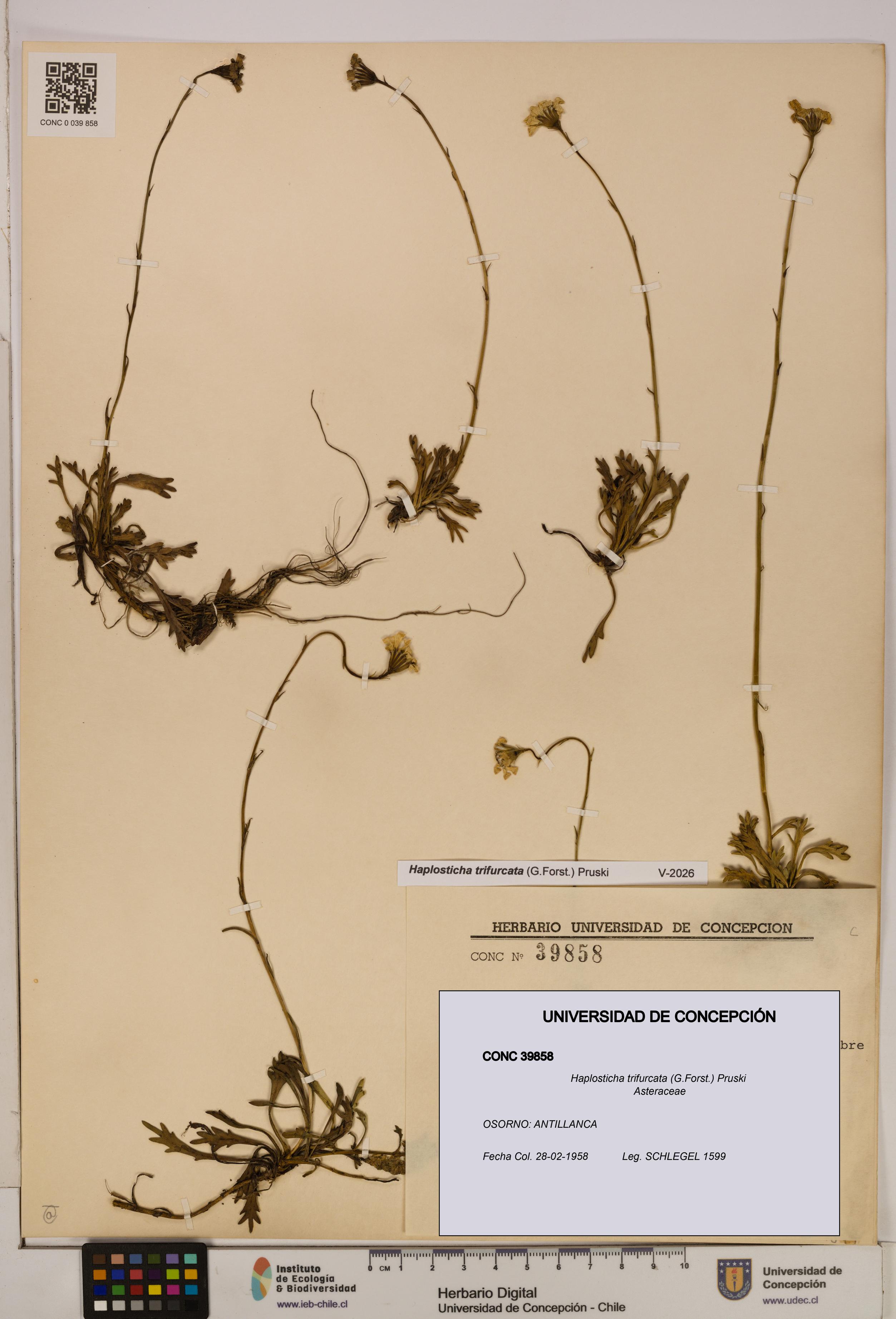 Haplosticha trifurcata [Espécimen: UDEC:CONC:0039858]