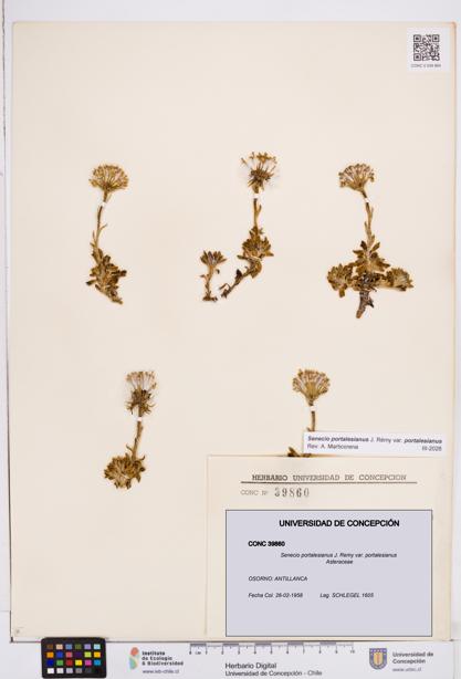 Senecio portalesianus var. portalesianus [Espécimen: ]
