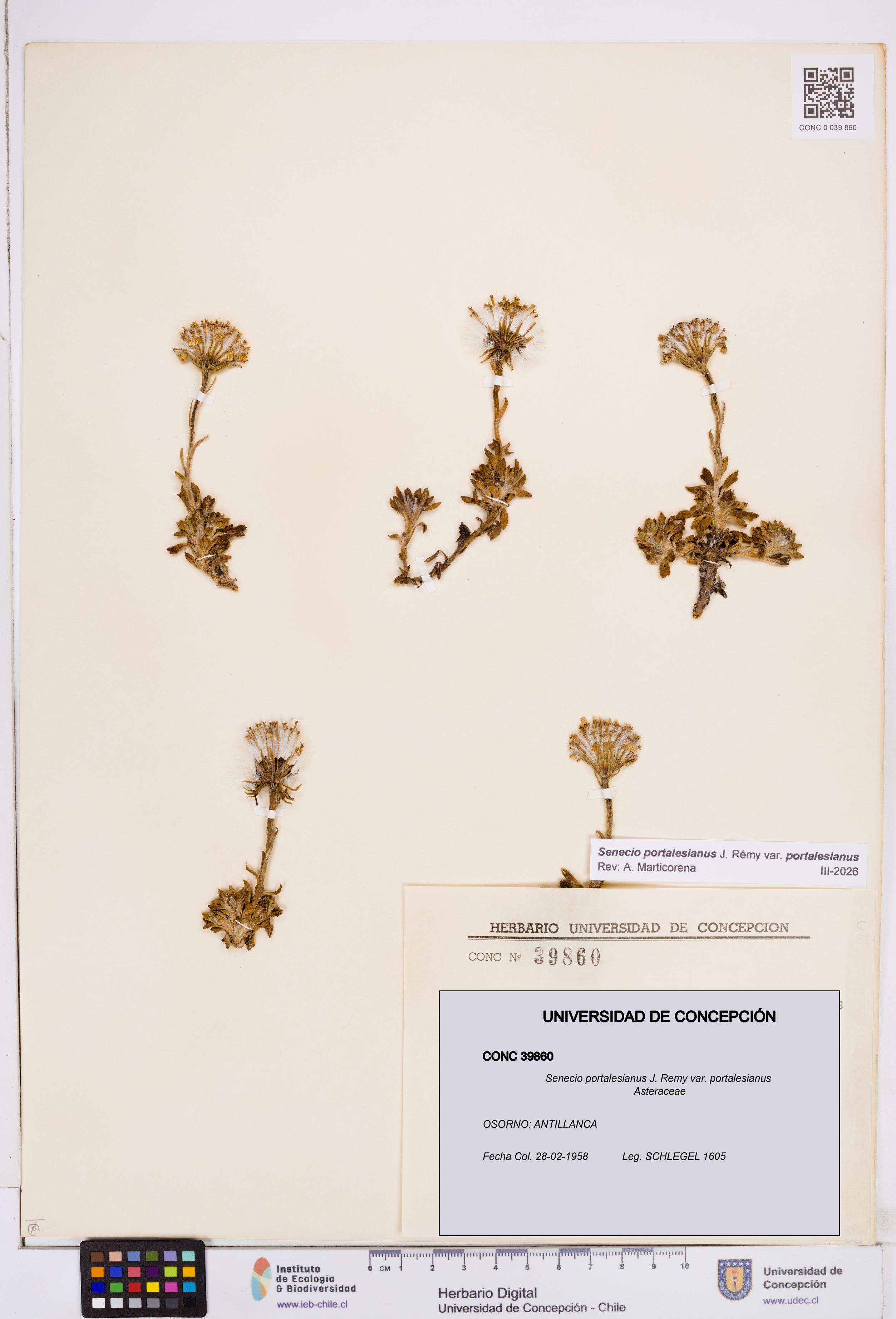 Senecio portalesianus var. portalesianus [Espécimen: ]