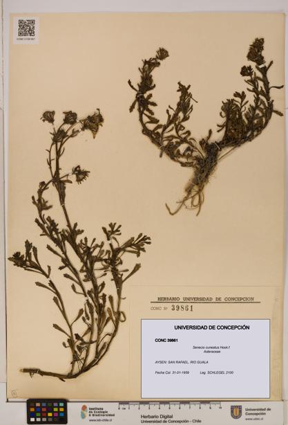 Senecio cuneatus [Espécimen: UDEC:CONC:0039861]