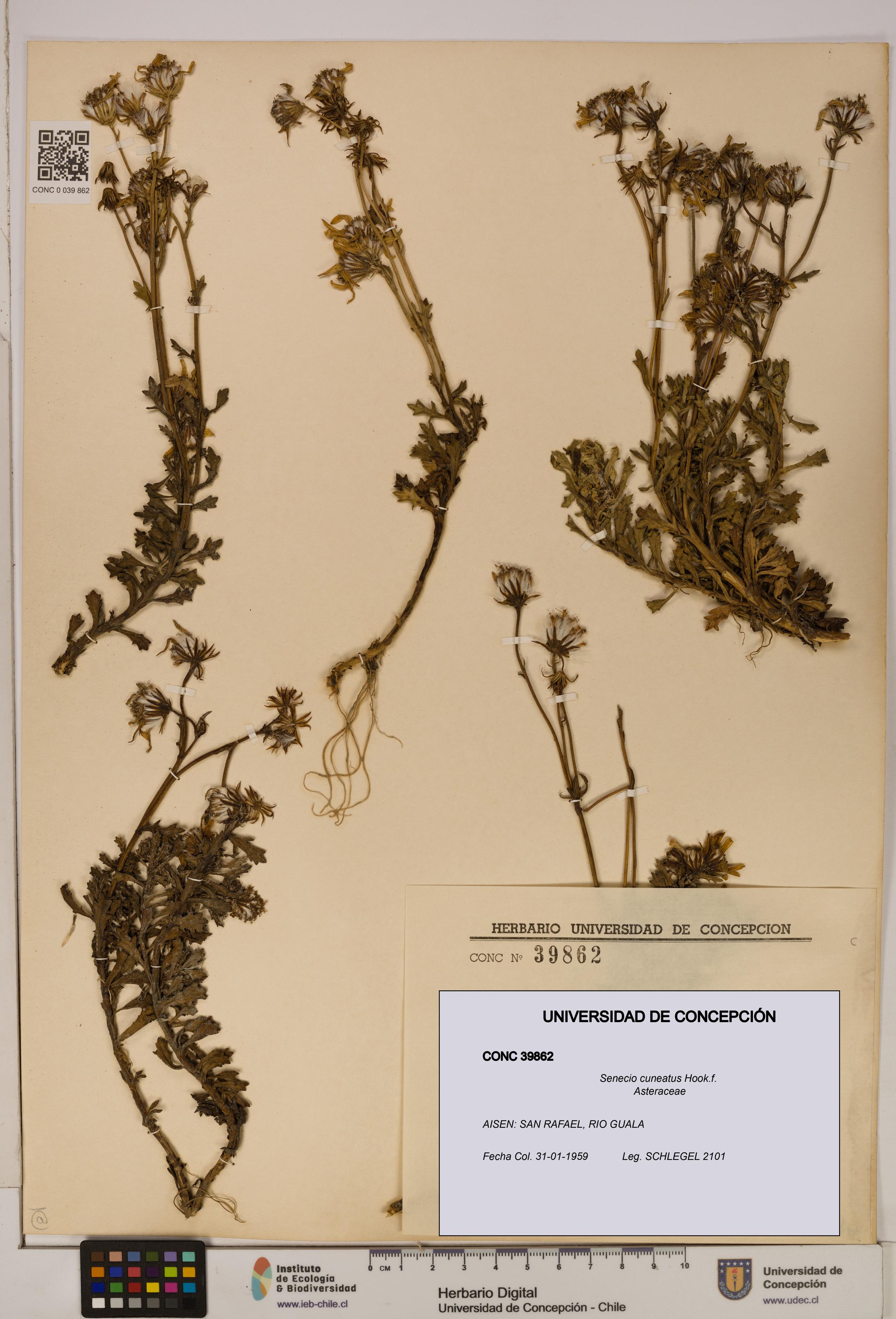 Senecio cuneatus [Espécimen: UDEC:CONC:0039862]