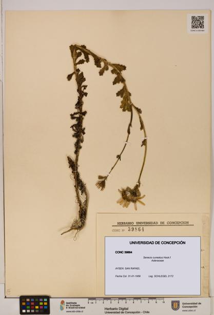 Senecio cuneatus [Espécimen: UDEC:CONC:0039864]
