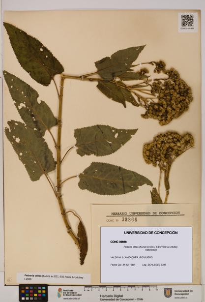 Pelseria otites [Espécimen: ]
