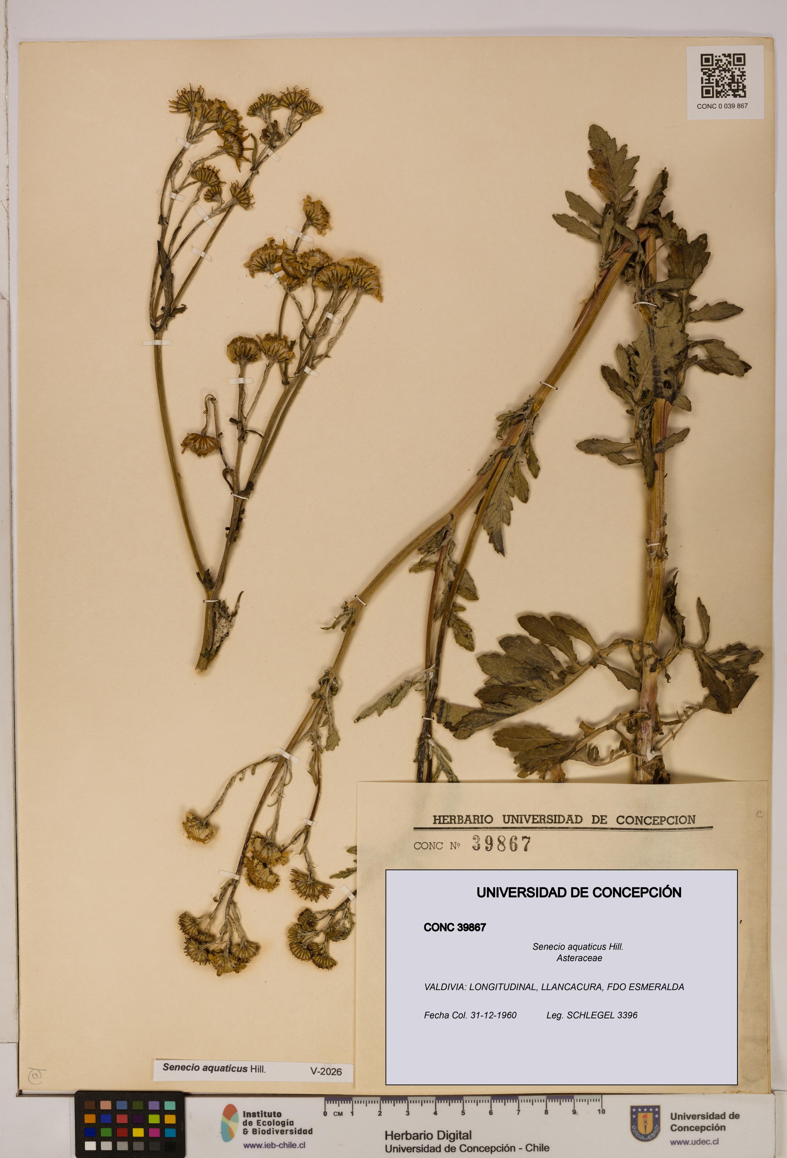 Senecio aquaticus [Espécimen: UDEC:CONC:0039867]