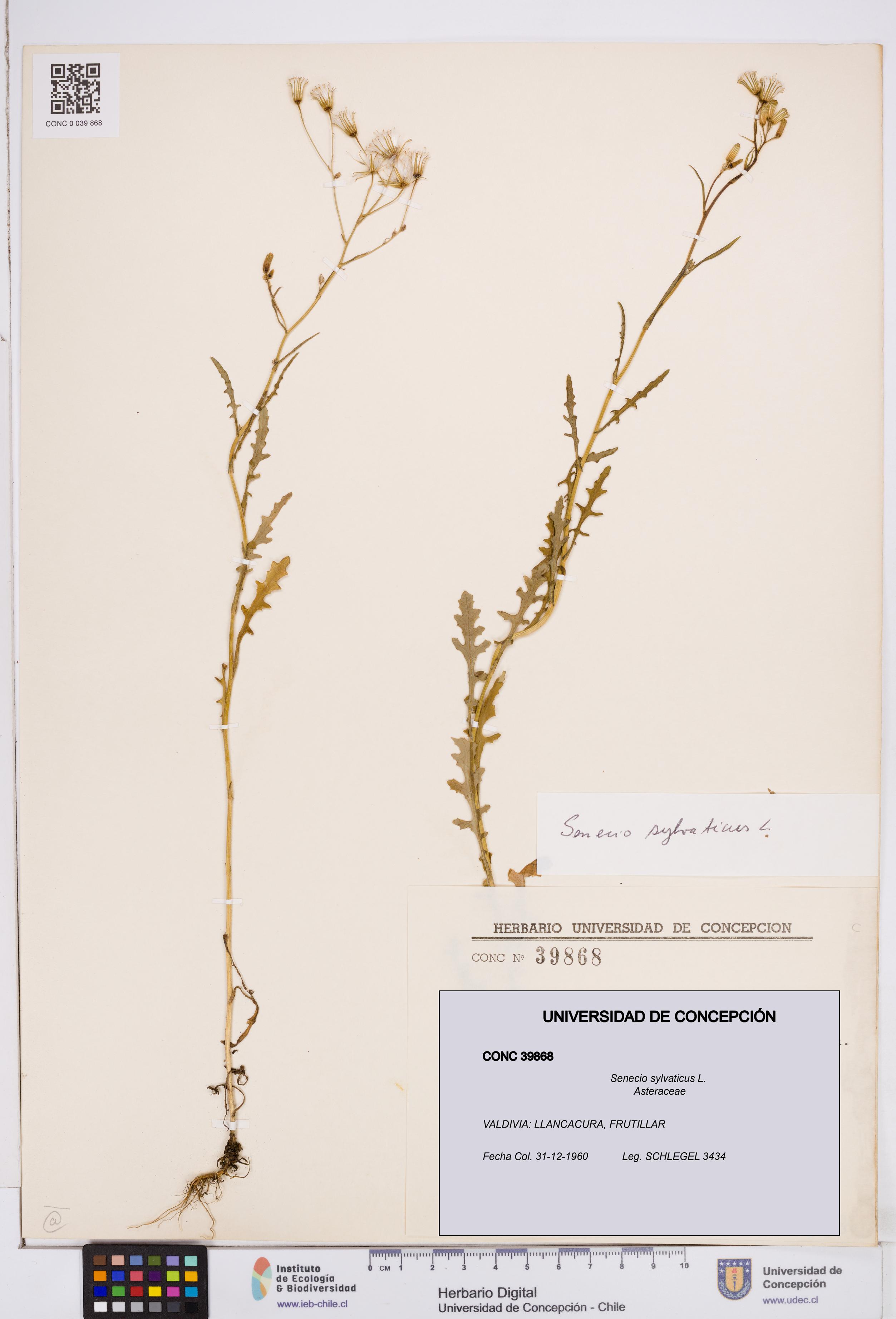 Senecio sylvaticus [Espécimen: ]