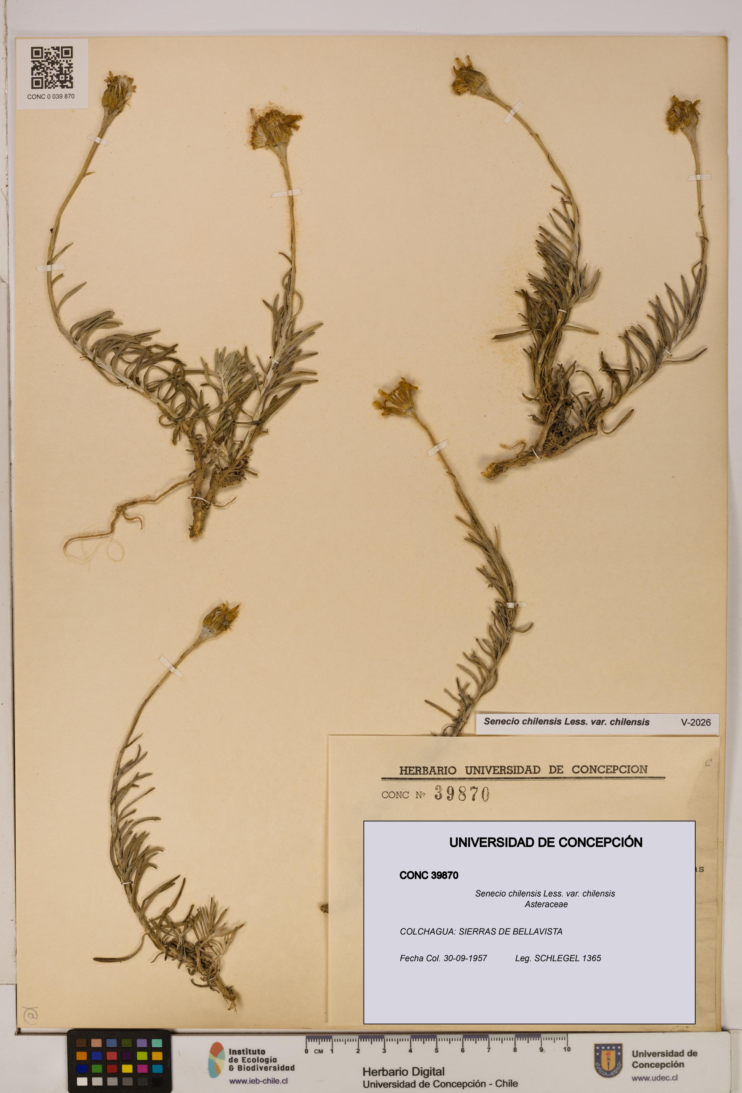 Senecio chilensis var. chilensis [Espécimen: UDEC:CONC:0039870]