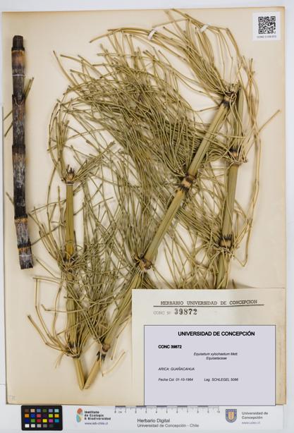 Equisetum xylochaetum [Espécimen: UDEC:CONC:0039872]
