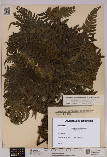 Polystichum tetragonum [Espécimen: UDEC:CONC:0039907]