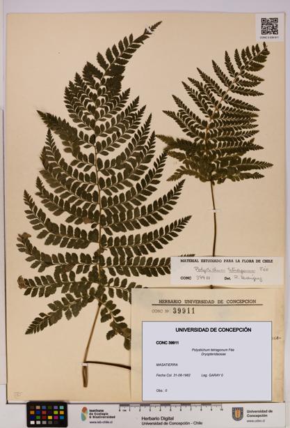 Polystichum tetragonum [Espécimen: UDEC:CONC:0039911]