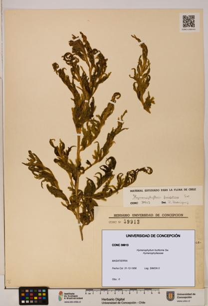 Hymenophyllum fuciforme [Espécimen: UDEC:CONC:0039913]