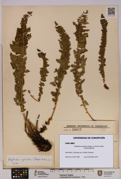 Polystichum plicatum [Espécimen: UDEC:CONC:0039927]