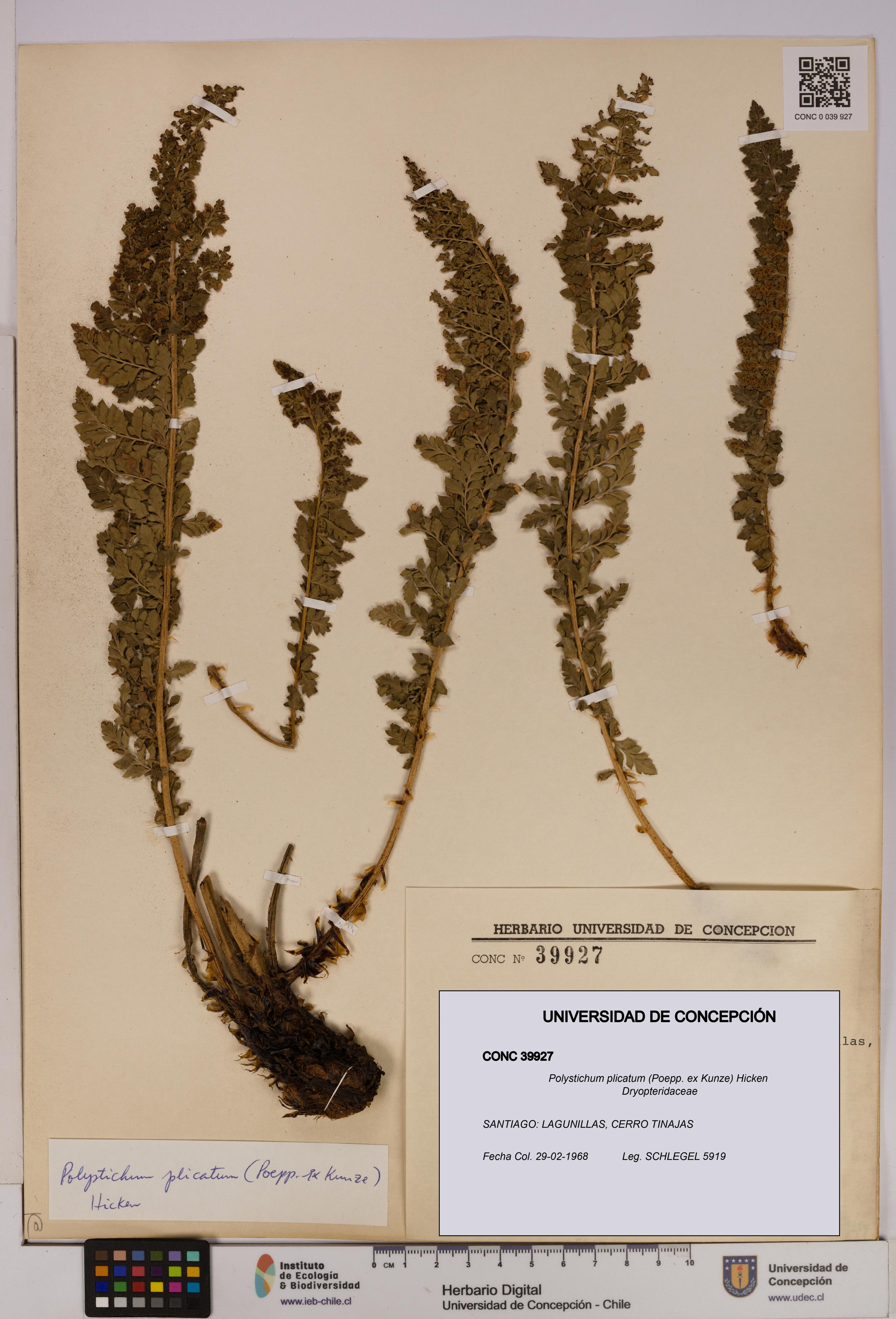 Polystichum plicatum [Espécimen: UDEC:CONC:0039927]