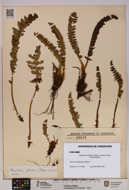 Polystichum plicatum [Espécimen: UDEC:CONC:0039929]