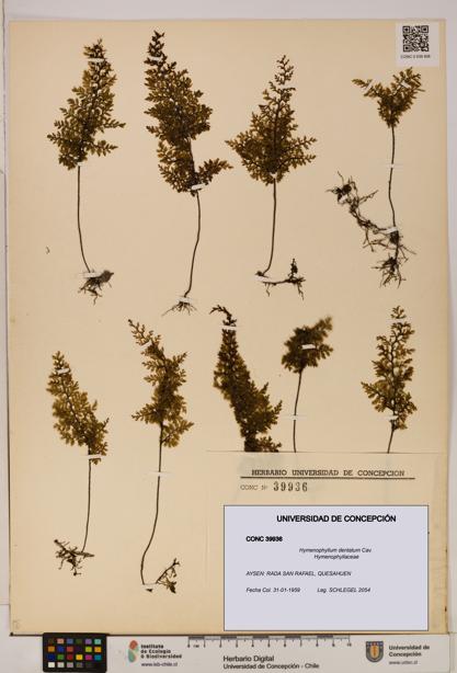 Hymenophyllum dentatum [Espécimen: UDEC:CONC:0039936]