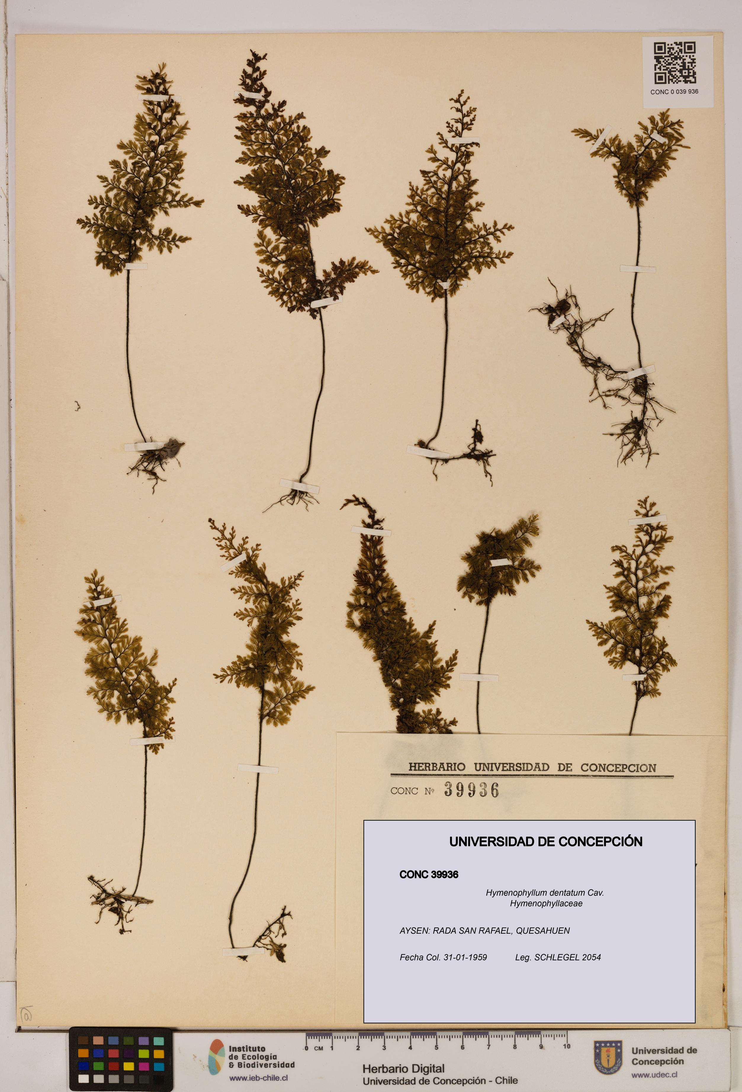 Hymenophyllum dentatum [Espécimen: UDEC:CONC:0039936]