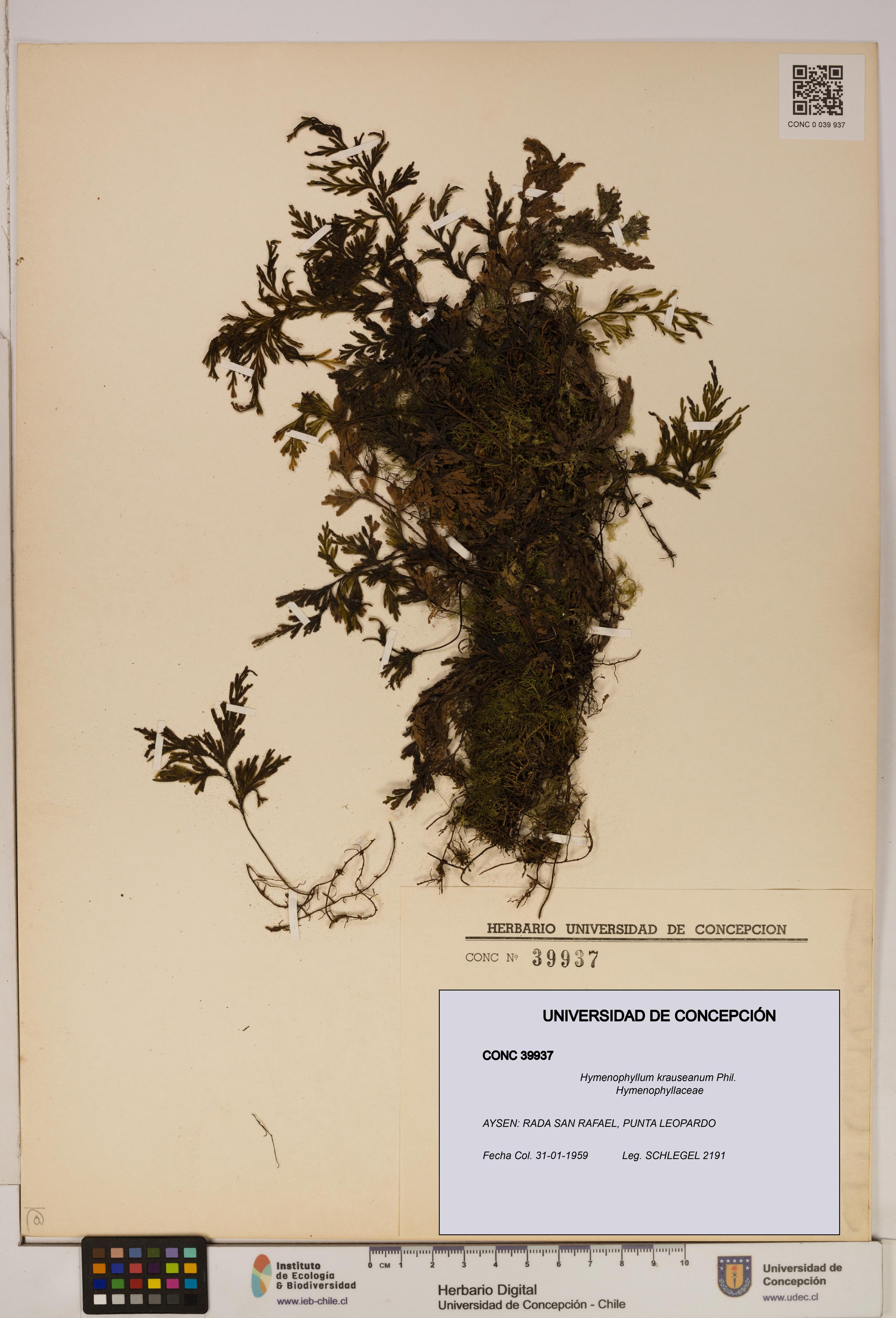 Hymenophyllum krauseanum [Espécimen: ]