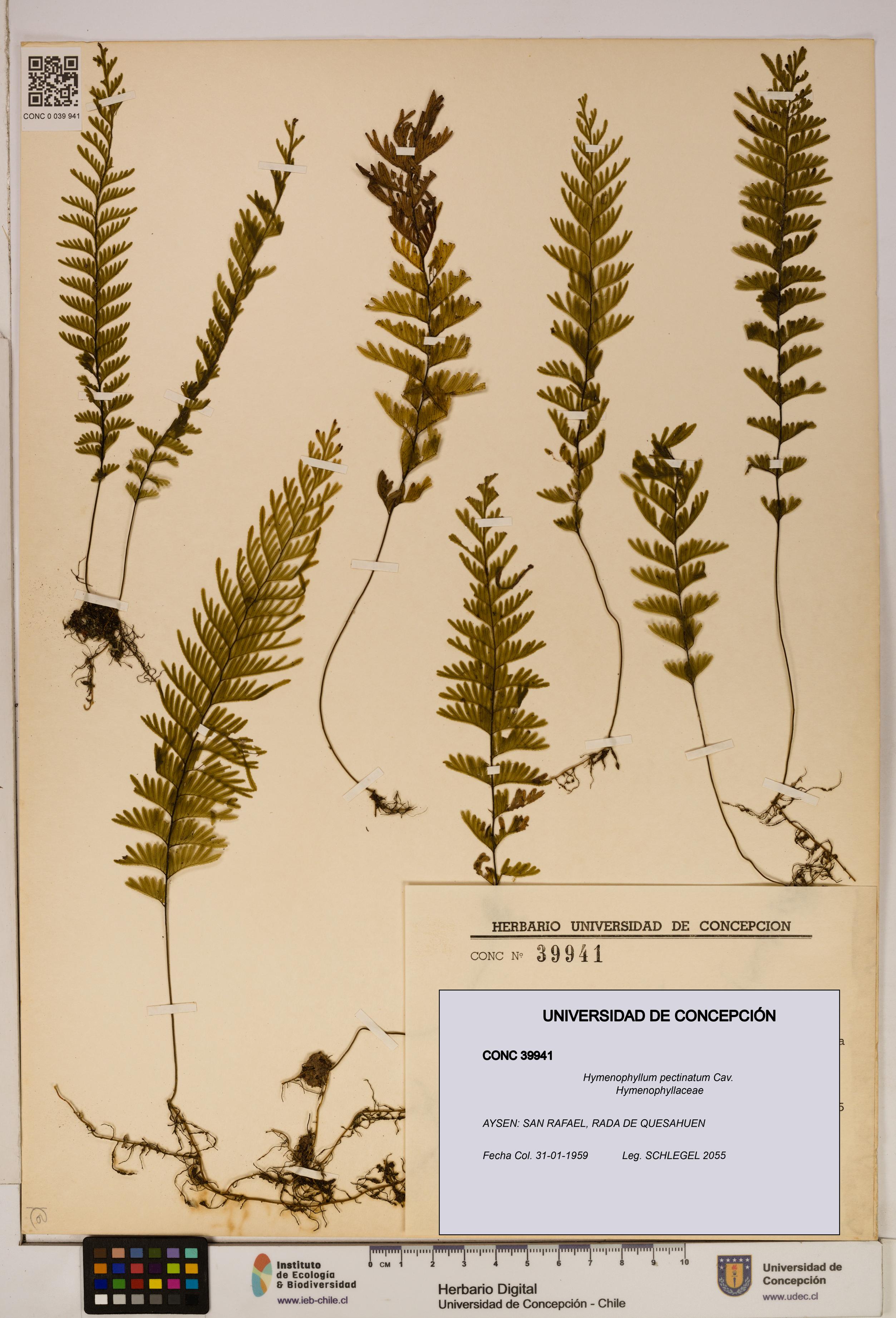 Hymenophyllum pectinatum [Espécimen: ]