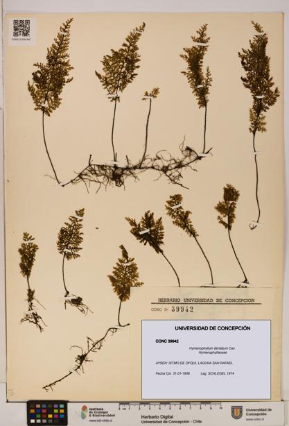 Hymenophyllum dentatum [Espécimen: UDEC:CONC:0039942]