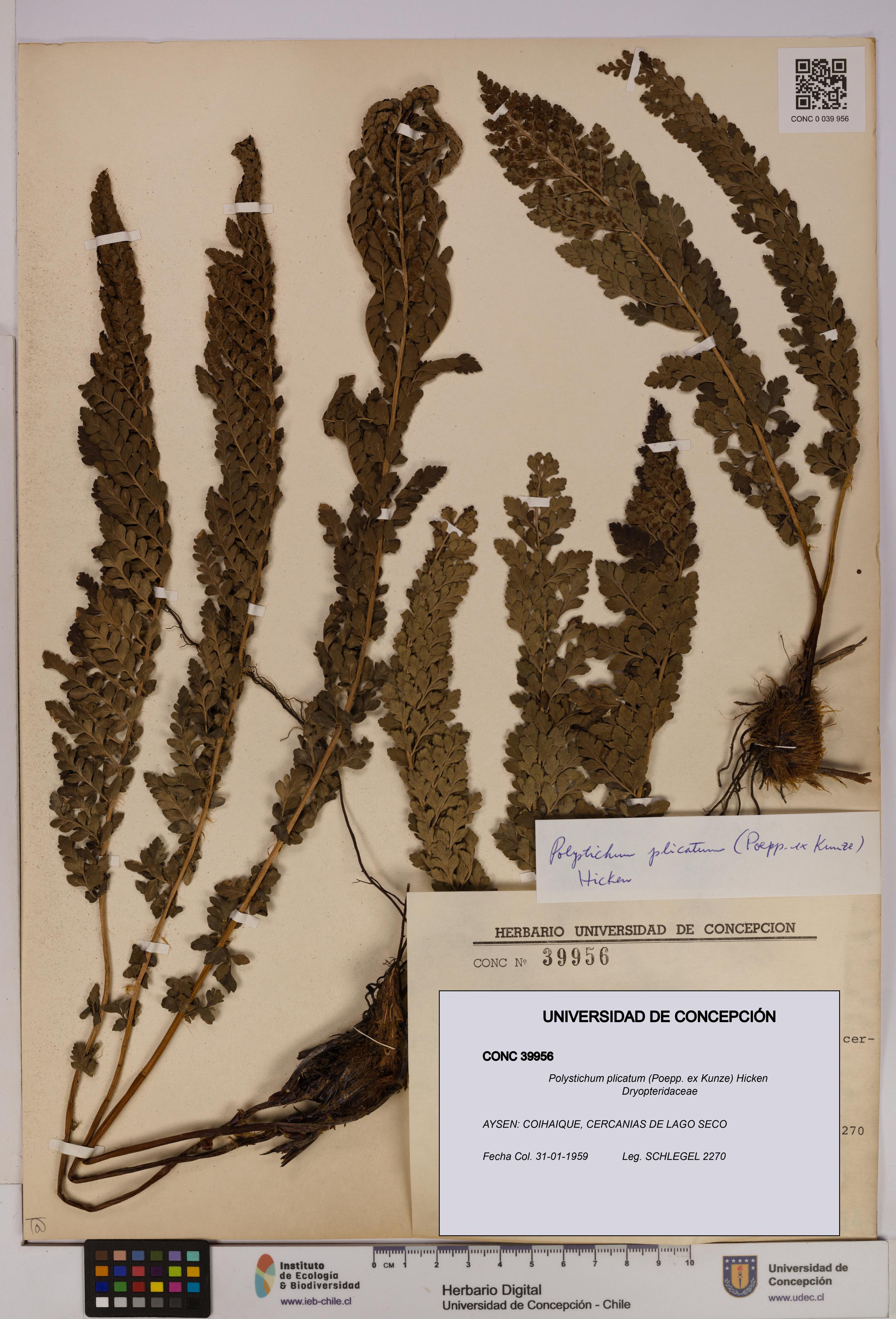 Polystichum plicatum [Espécimen: UDEC:CONC:0039956]