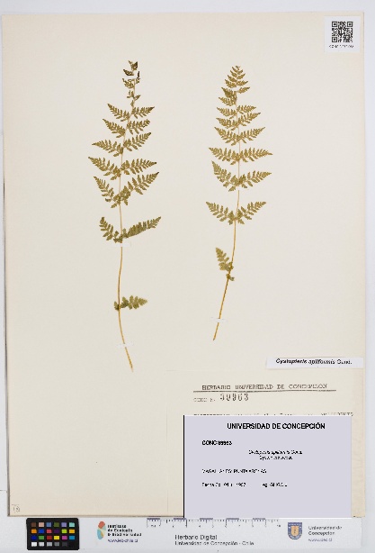 Cystopteris apiiformis [Espécimen: UDEC:CONC:0039963]