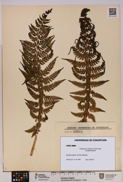 Polystichum chilense [Espécimen: UDEC:CONC:0039964]