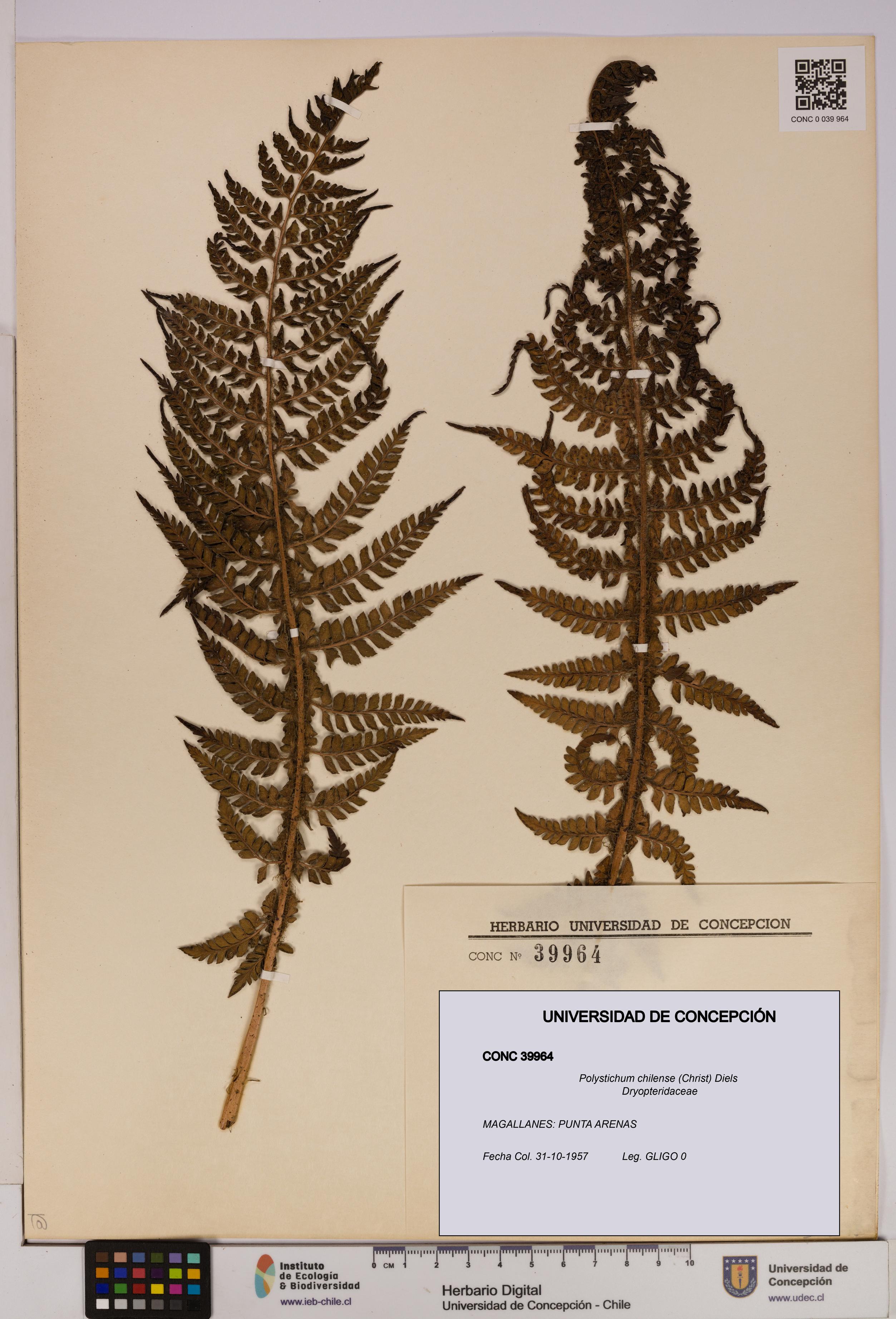 Polystichum chilense [Espécimen: UDEC:CONC:0039964]