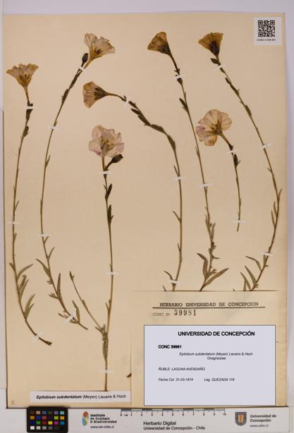 Epilobium subdentatum [Espécimen: UDEC:CONC:0039981]