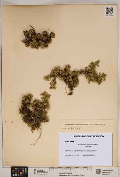 Azorella trifurcata [Espécimen: ]