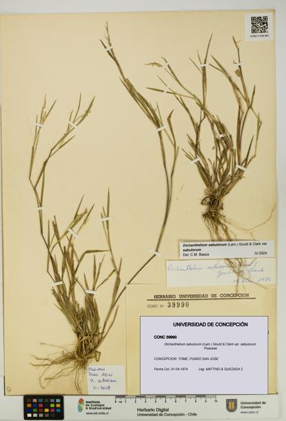 Dichanthelium sabulorum [Espécimen: UDEC:CONC:0039990]