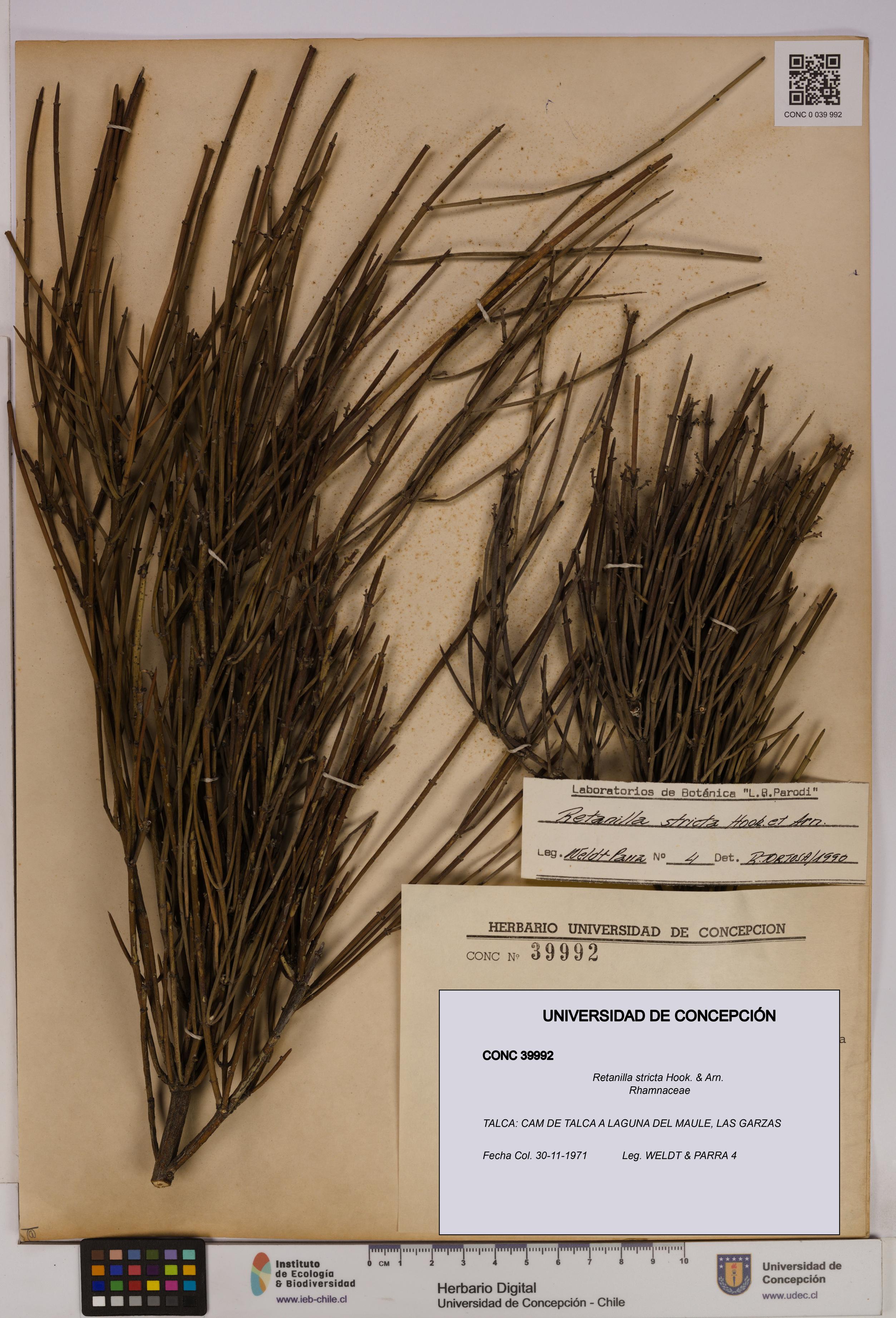 Retanilla stricta [Espécimen: UDEC:CONC:0039992]