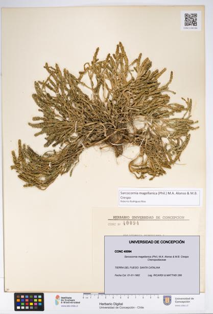 Sarcocornia magellanica [Espécimen: UDEC:CONC:0040094]