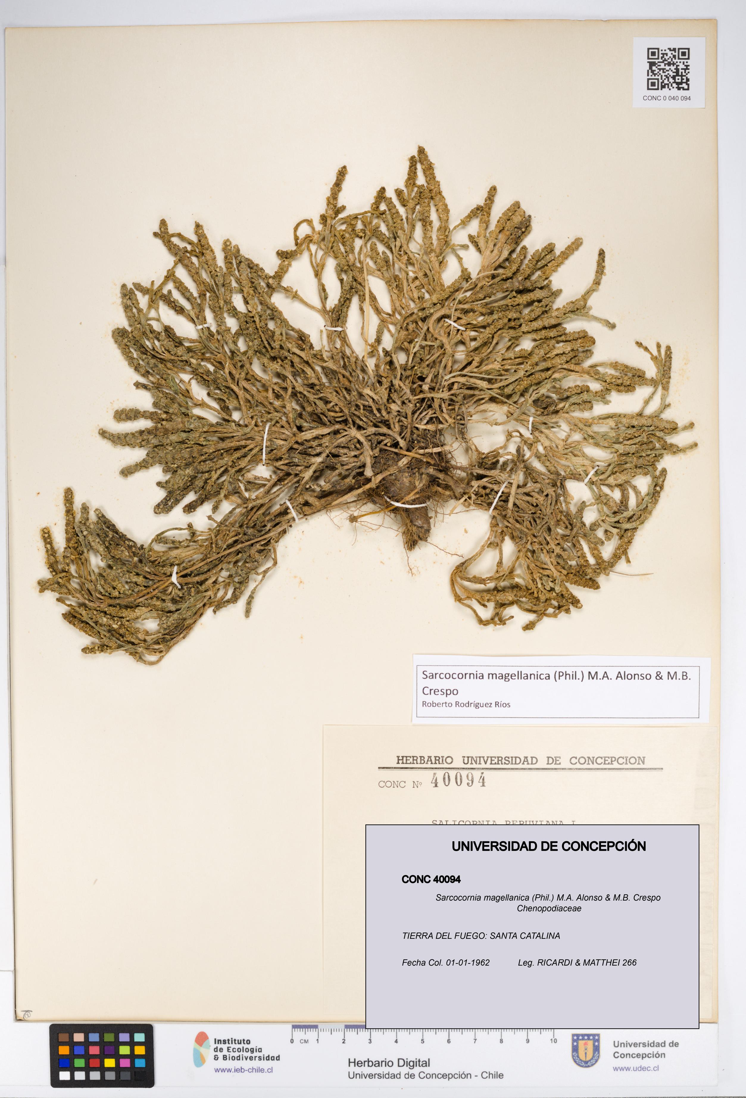 Sarcocornia magellanica [Espécimen: UDEC:CONC:0040094]