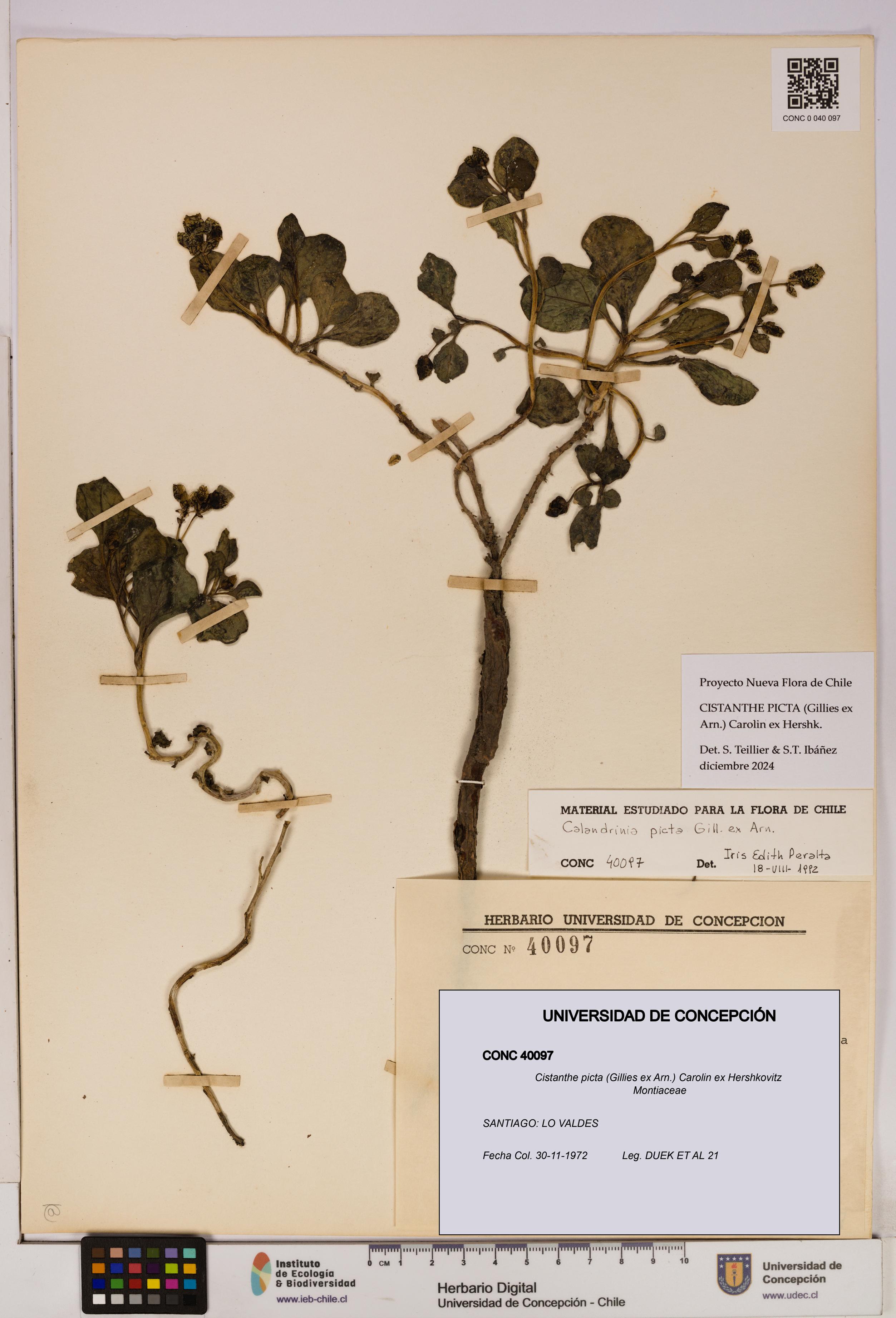 Cistanthe picta [Espécimen: UDEC:CONC:0040097]