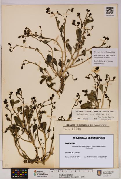 Cistanthe picta [Espécimen: UDEC:CONC:0040098]