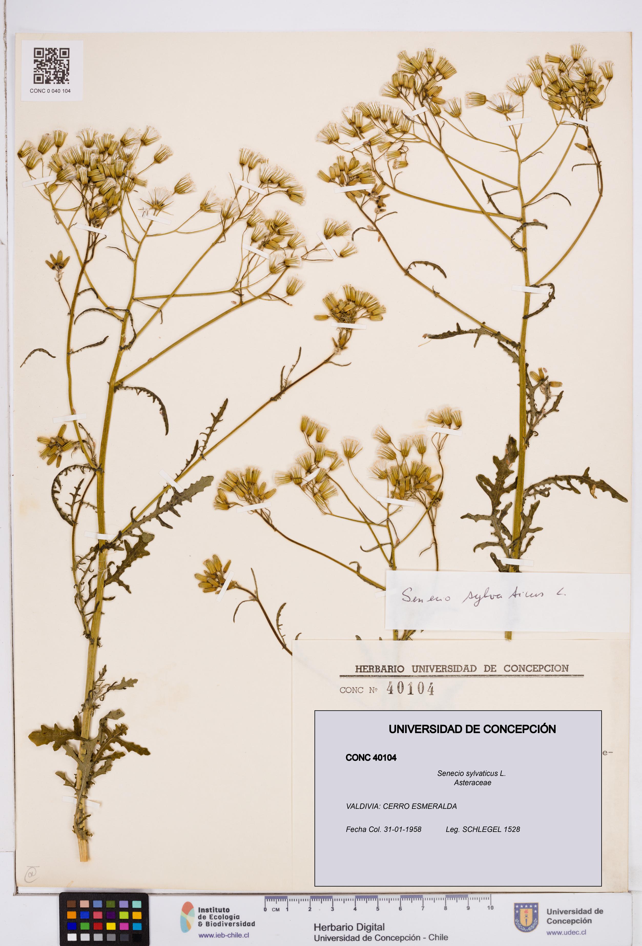 Senecio sylvaticus [Espécimen: ]