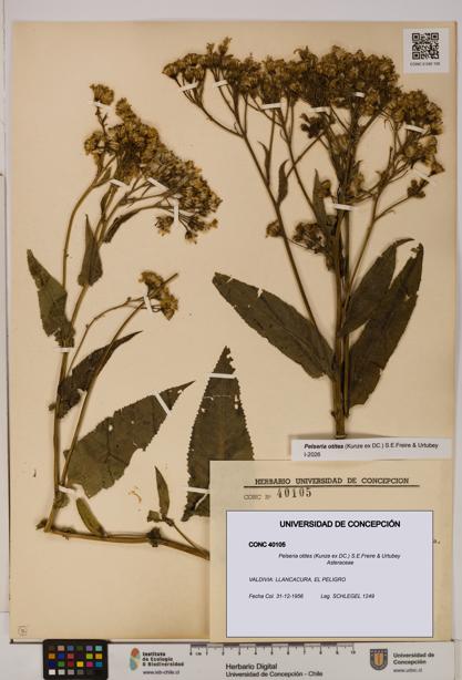 Pelseria otites [Espécimen: ]