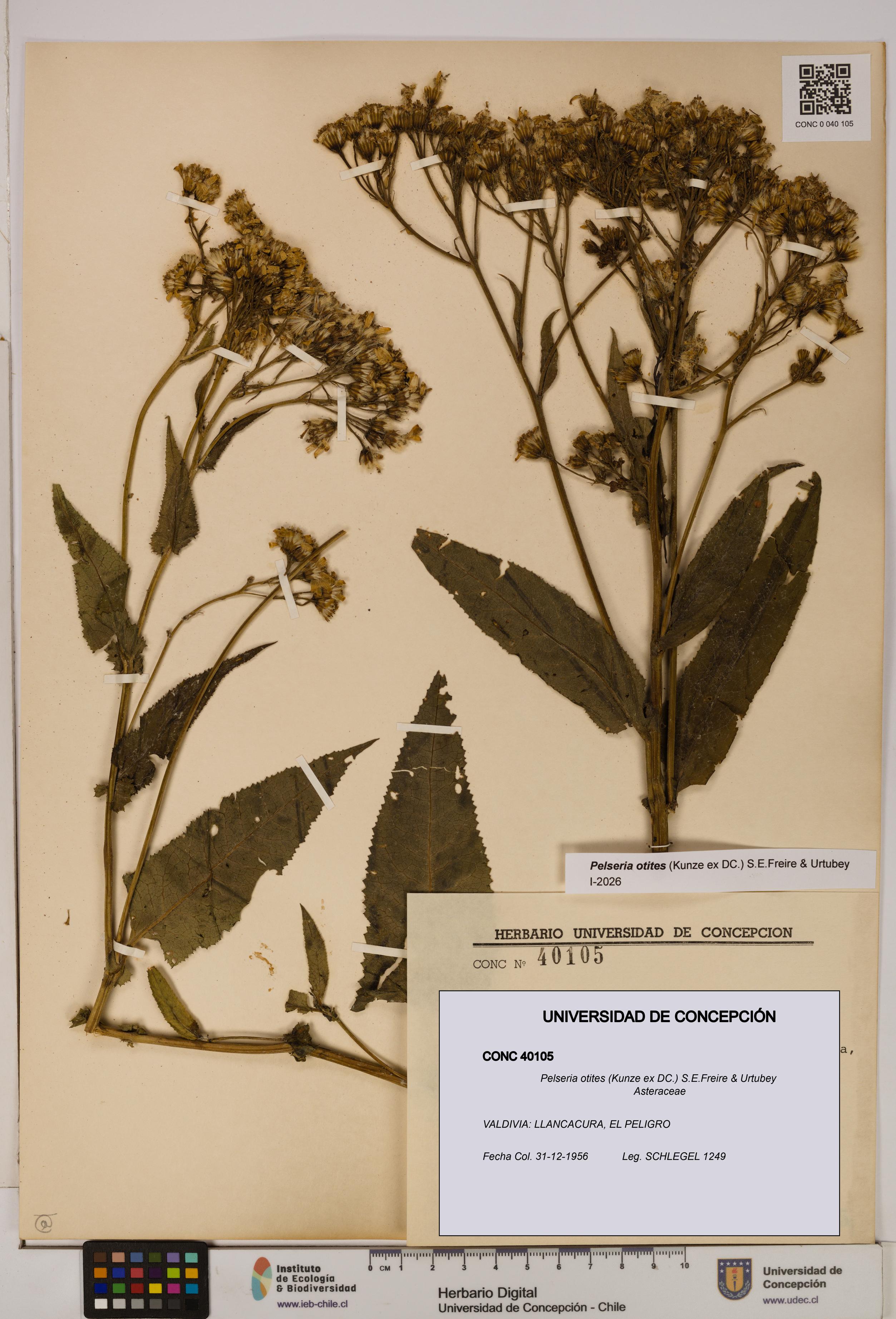Pelseria otites [Espécimen: ]