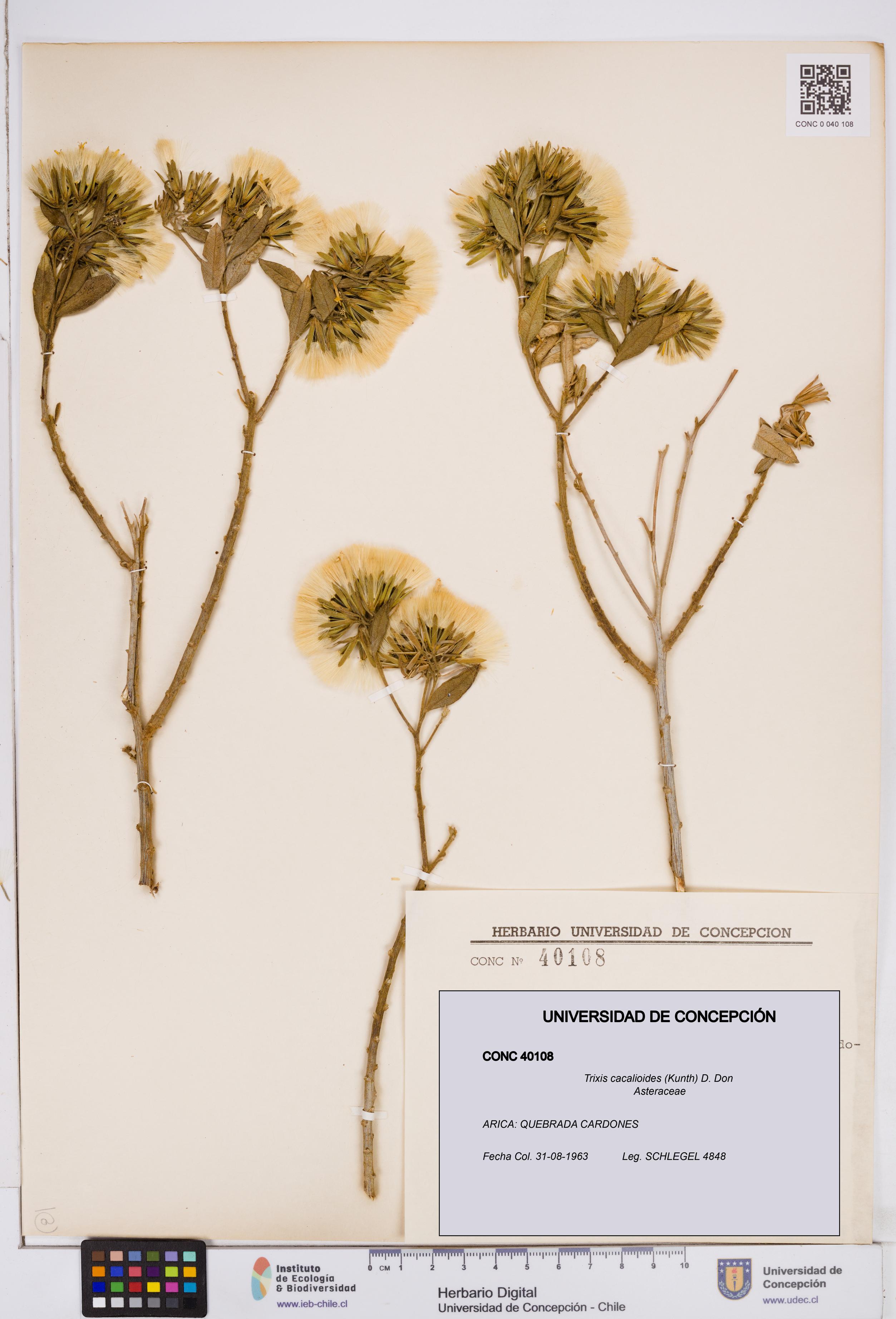 Trixis cacalioides [Espécimen: ]