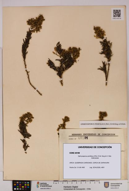 Ophryosporus pinifolius [Espécimen: UDEC:CONC:0040109]