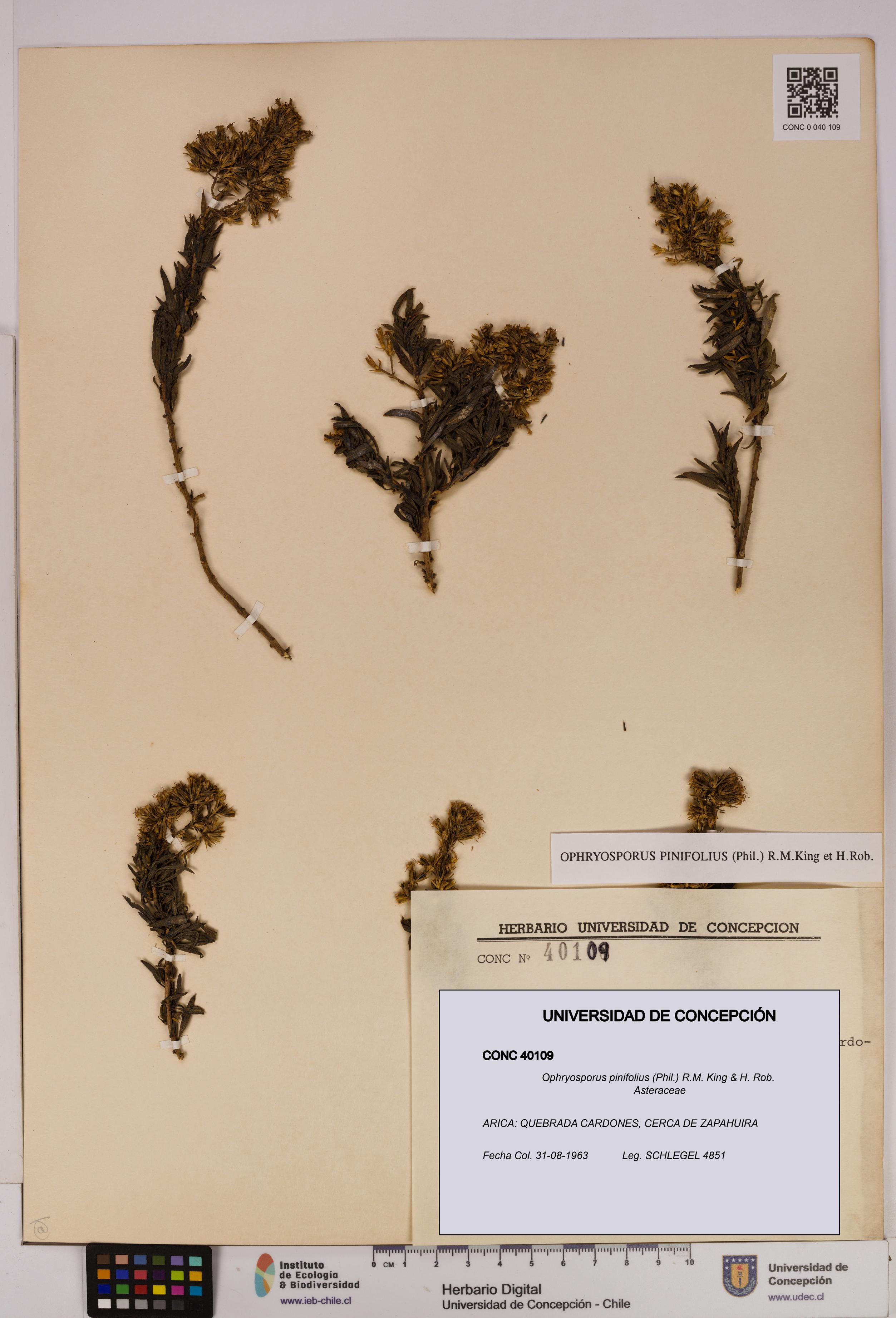 Ophryosporus pinifolius [Espécimen: UDEC:CONC:0040109]